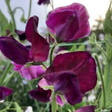  60 seeds Winter Sweet Pea