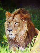 Animal Big Cat Lion Leo Feline King Jungle Poster Art Print 30X40 Cm Bb2927B