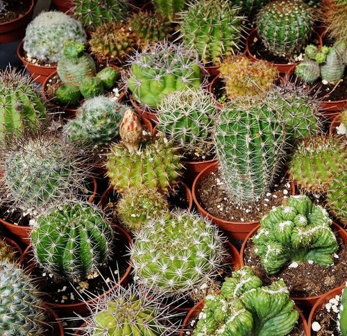 Cactus seeds mix usa - cactus,