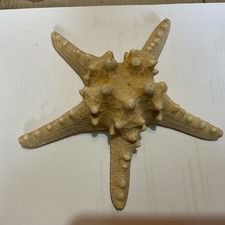 Fabulous Dried/ Preserved Knobbly Starfish 18cm Wide