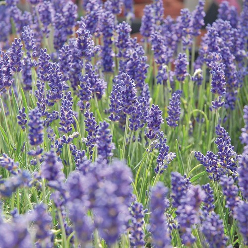 Lavender blue fragrance - blue, seeds