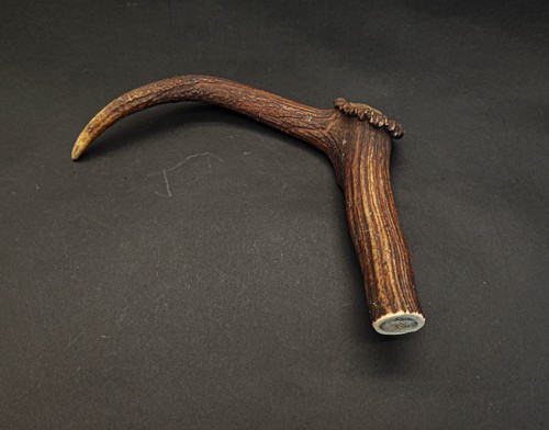 Beautiful deer antler - deer,