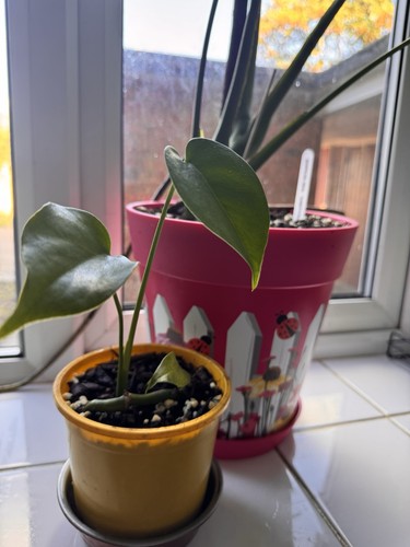 Monstera deliciosa cutting - monstera,
