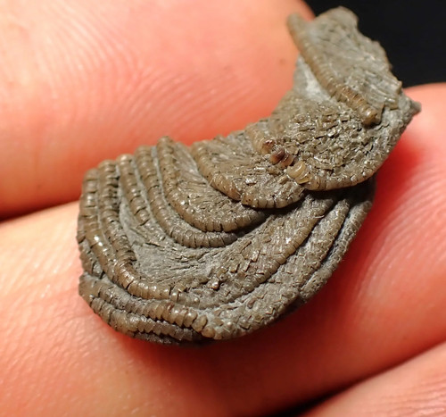 Small detailed crinoid - , head