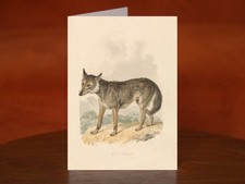 Canis Lupus, or Gray Wolf by Samuel Howitt - A5 Art Print Greeting Card