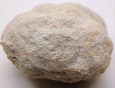 190ct Golden Unopened Natural