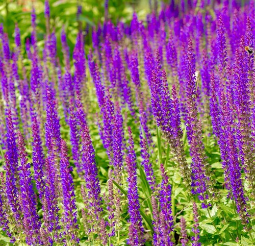 Salvia woodland sage 220x - salvia,