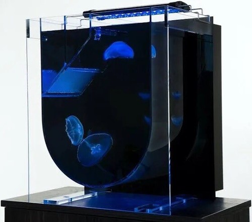 Jellyfish tank medusa - jellyfish, |