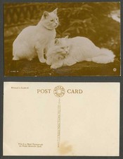 Cats Kittens, Beautiful Persian Cat Kitten, Pets Animals Old Real Photo Postcard