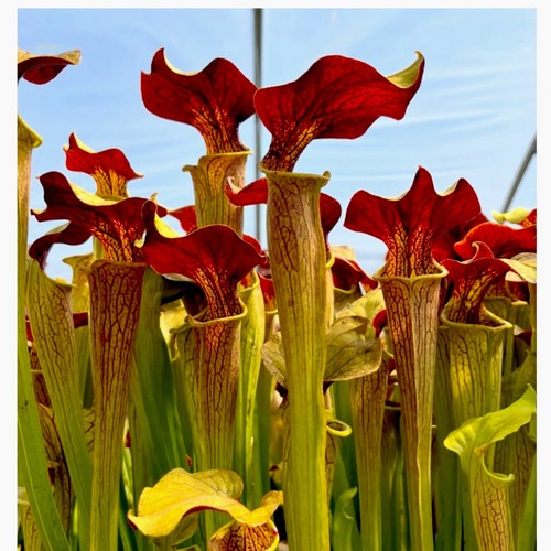 Sarracenia soperi alata - alata, red