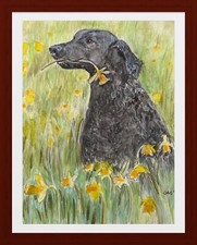 BLACK CURLY COATED RETRIEVER