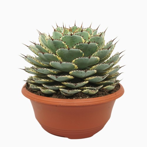 Agave potatorum variegata - agave,