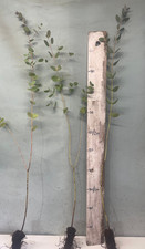 3 Eucalyptus Trees  - Eucalyptus Gunnii - Cider Gum - 2 - 3ft  tall  cell grown