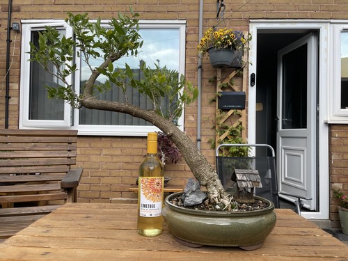 Urban yamadori wisteria bonsai - wisteria,