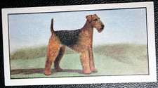 AIREDALE TERRIER   Vintage