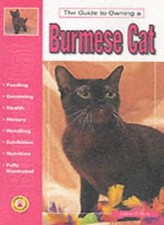 Guide to Owning a Burmese