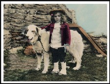 Pyrenean mountain dog - pyrenean, and
