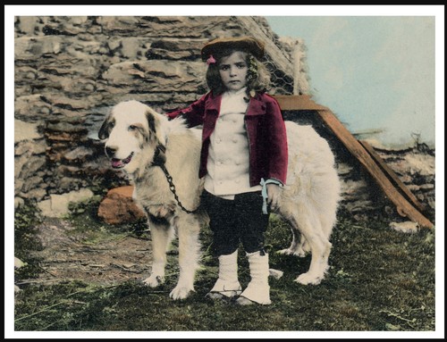 Pyrenean mountain dog and - dog,