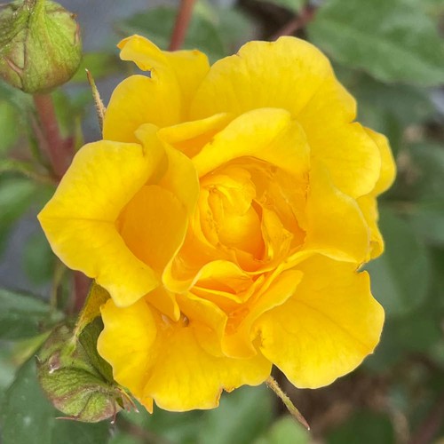 Patio rose tina - patio,
