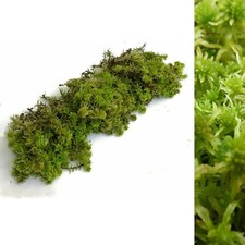 Fresh Live Sphagnum Moss - 500g or 1kg - High Quality Natural Sphagnum Moss
