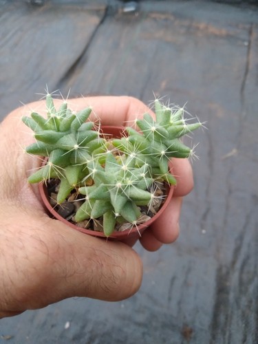 Mammillaria longimamma