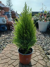 Cupressus Gold Wilma 12cm Pot