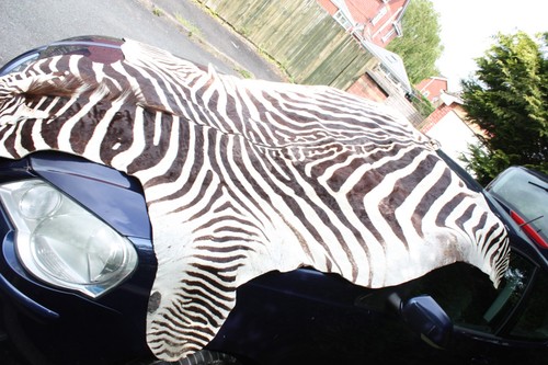 Real zebra skin rug - skin,