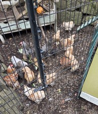 Bantam Eggs x6 Mixed Flock