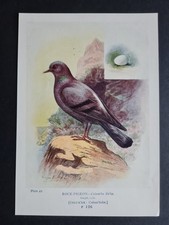 Antique 1910 print - Rock