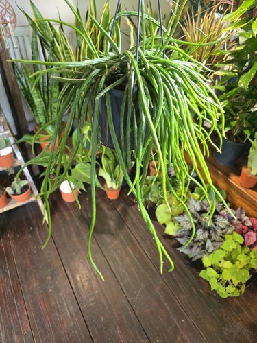 Selenicereus wercklei - selenicereus,