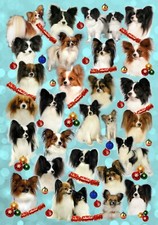 Papillon (Butterfly Dog)