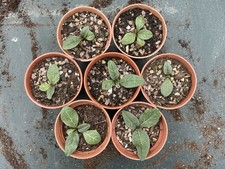 Mandrake Plants (Mandragora