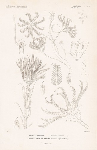 Starfish encrinus europeus - encrinus,