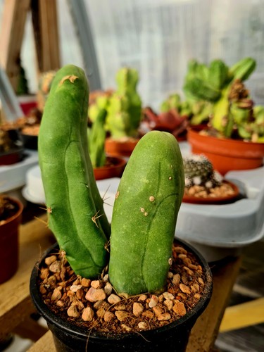 Bridgesii monstrose long - t.,