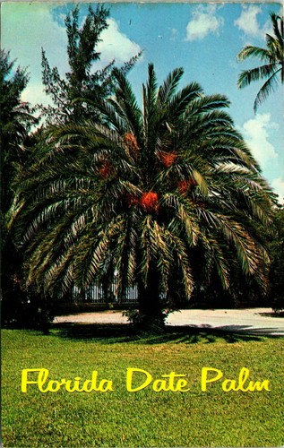 Date palm tree florida yard - date,