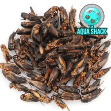 Natural Dried Crickets - Bearded Dragon Terrapin Frog Amphibian Reptile Lizard