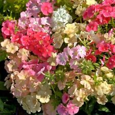 15 Phlox - Coral Reef Seeds
