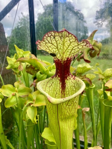 Sarracenia seedlings from - sarracenia,
