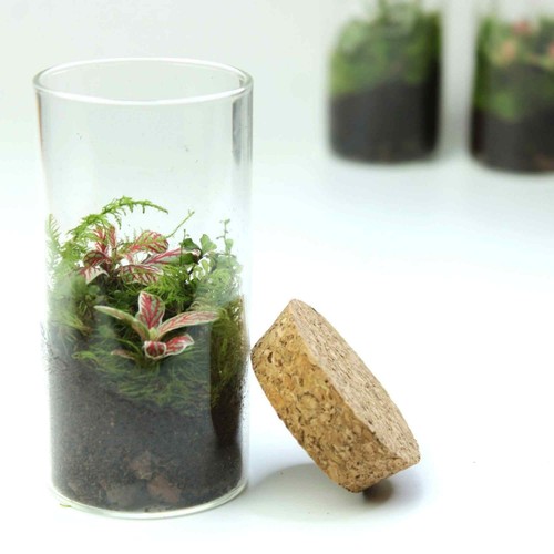 Fittonia terrarium cute - cute, mini