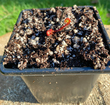 Drosera Binata - Sent Potted