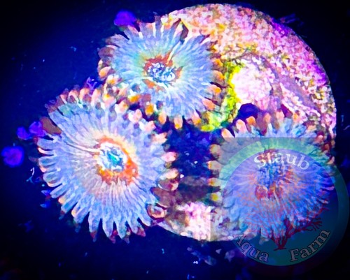Saf white zombie - saf~white, zoanthid
