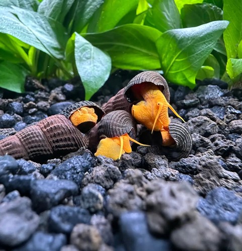 Mini orange rabbit - 4,