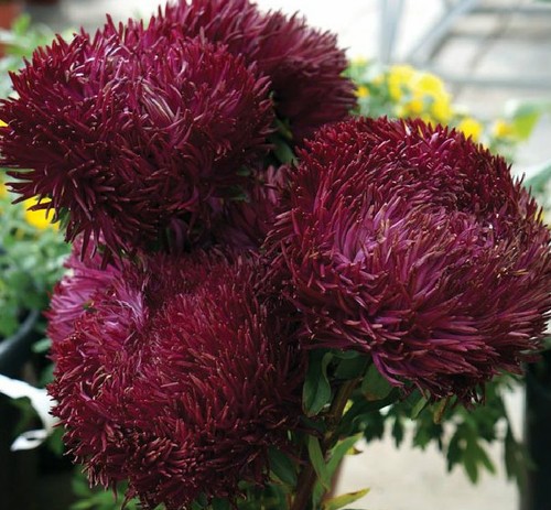 Aster seeds black - seeds, diamond"