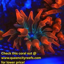 WYSIWYG - ECC Nexus Burst