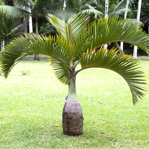 Rare bottle palm tree - palm,