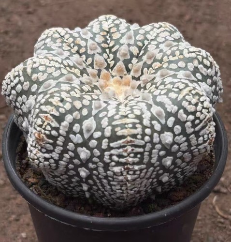 Astrophytum asterias