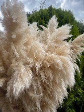 fluffy real pampas grass