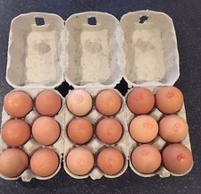 312 X NEW 1/2 DOZ EGG CARTONS/BOXES FOR MED/LARGE POULTRY CHICKEN EGGS (VAT INC)