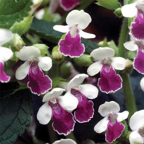 Melittis melissophyllum royal - melissophyllum,