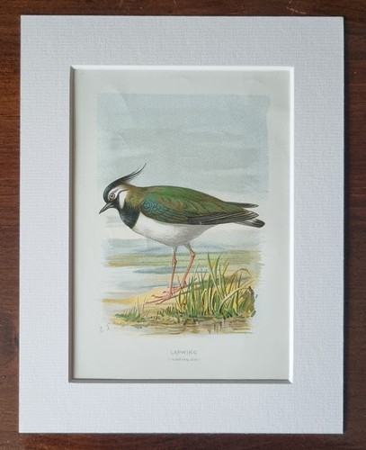 Antique mounted bird print - antique,